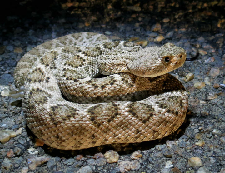 Western Diamondback Rattlesnake